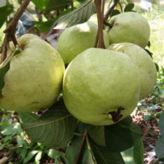 40 Shui Mi Guava Apple Psidium Guajava Seeds