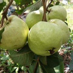 40 Shui Mi Guava Apple Psidium Guajava Seeds