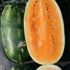30 Orange Tender Sweet Watermelon Tropical Seeds