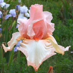 100 Atlanta Belle Iris Seeds