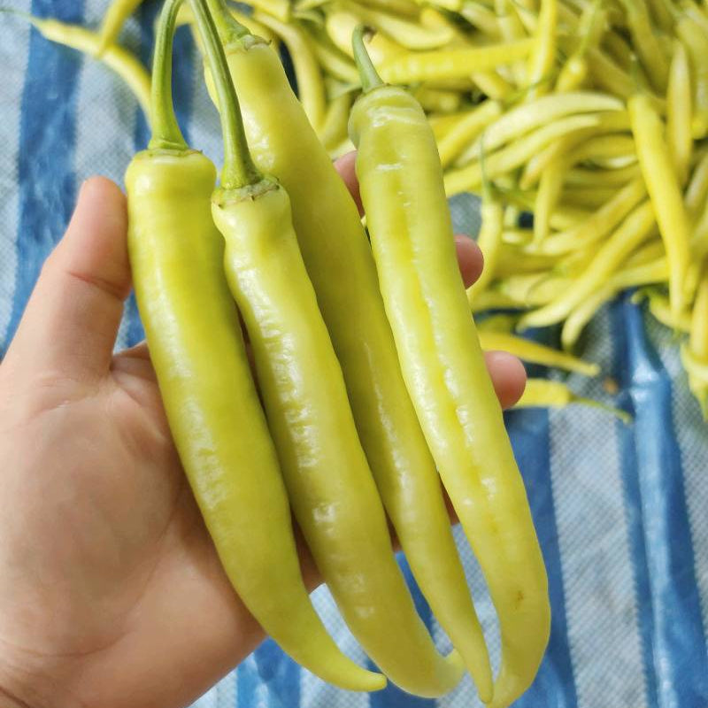 Hand holding green chili peppers with a blue and white striped background