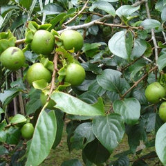 100 Thai Diospyros mollis Griff Reliable seeds Ebony tree Black wood