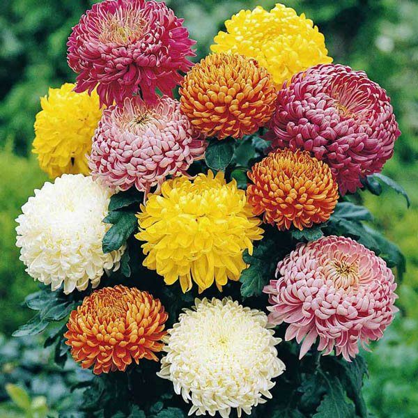 200 Double Mix Chrysanthemum Early Flower Seeds