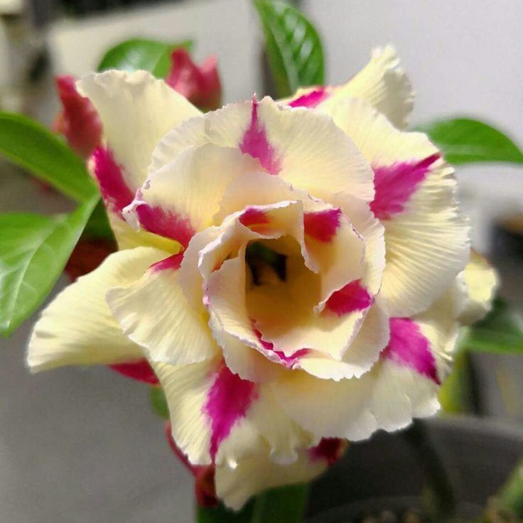 10 Thai Ice cream Adenium obesum Double layer Desert Rose Seeds