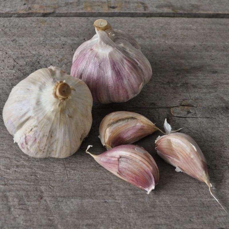 20 gram Music Hardneck Garlic Bulbils Organic Vegetable Non-GMO Heirloom Seeds