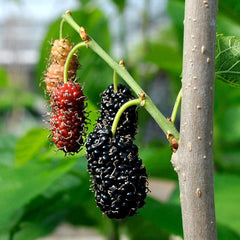 100 Shangri La Mulberry Organic Fruit Planting Potted Seeds