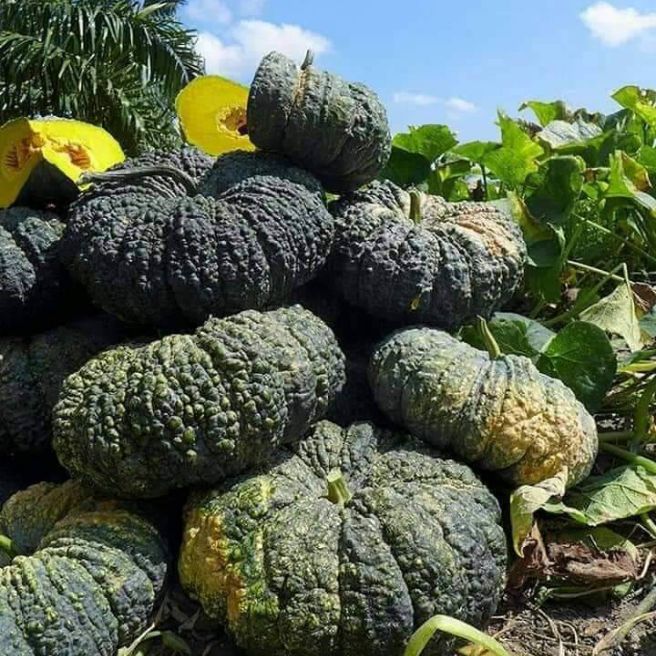 35 Toad Skin Thai Pumpkin Vegetable Seeds