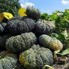 35 Toad Skin Thai Pumpkin Vegetable Seeds