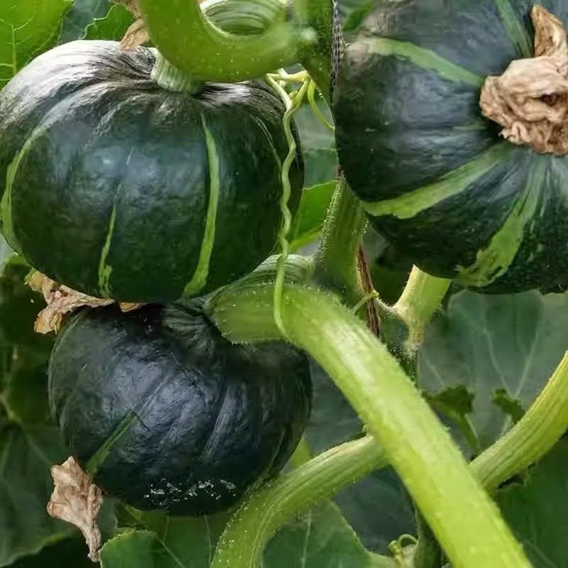 35 Japanese Mini Chestnut Pumpkin Vegetable Seeds