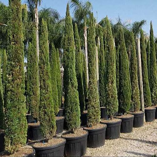 20 Mediterranean Cypress Seeds