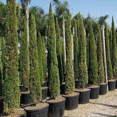 20 Mediterranean Cypress Seeds