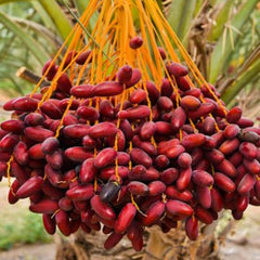 12 Red Barhee Barhi  Date Palm Seeds Phoenix dactylifera (Arecaceae) Fruit Seeds (UAE Lab 136)