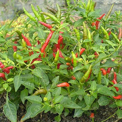 200 Thai Dragon Chilli Pepper Vegetable NON-GMO Seeds