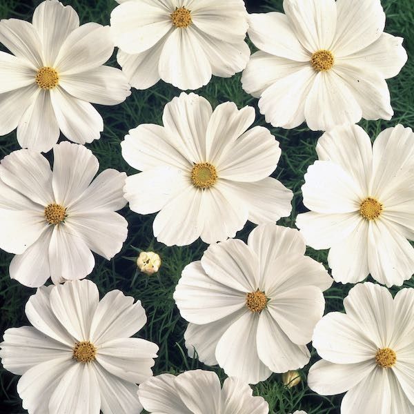 500 Sonata White Cosmos Flower Seeds