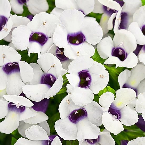 300 Catalina Grape OLicious Torenia Wishbone Flower Seeds