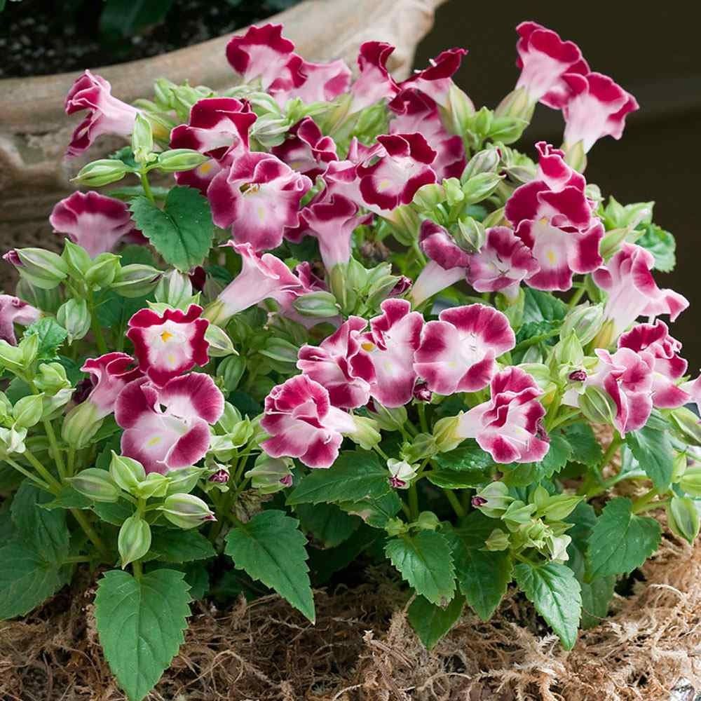 300 Kauai Burgundy Torenia Wishbone Flower Seeds