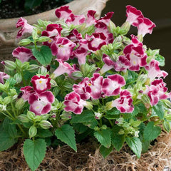 300 Kauai Burgundy Torenia Wishbone Flower Seeds