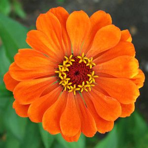 300 Orange Zinnia Flower Seeds
