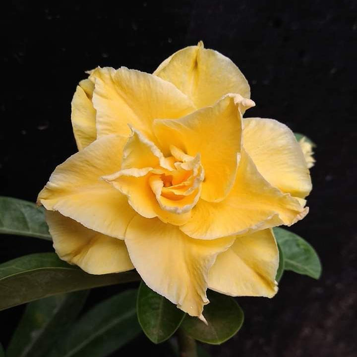 15 Thai Yellow Yasok Adenium Obesum Double layer Desert Rose Seeds