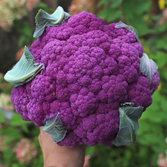 100 Graffiti F1 Purple Cauliflower Vegetable Non-Gmo Heirloom Seeds