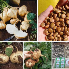100 grams Mexican Turnip Jicama Yam Bean Seeds