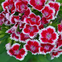 100 Red Dianthus chinensis Seeds Perennial Butterfly Flowers Caryophyllaceae