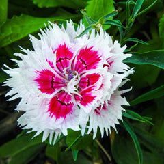 100 Red Lips Dianthus chinensis Seeds Perennial Butterfly Flowers Caryophyllaceae