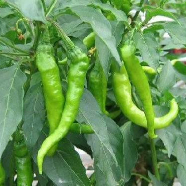 Green peppers growing on a plant with leaves