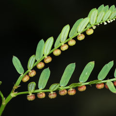 200 Seed Under Leaf Egg Woman Stonebreaker Gale of the Wind Phyllanthus Urinaria Seeds