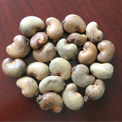12 Seeds Cashew Nut Seeds Anacardium occidentale germinated Seeds