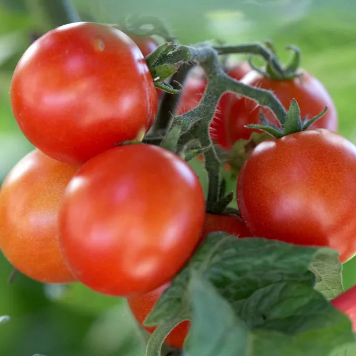 100 Seeda Tomato Plant Seeds (Asia Vegetable) Lycopersicon esculentum Mill.