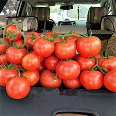 100 China Hybrid Red Tomato Seeds