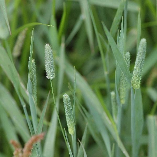 2000 Timothy Grass Hay Seeds