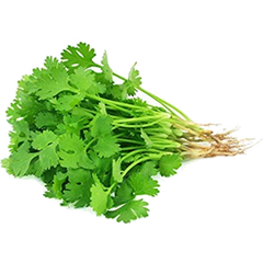500 Thai Big Leaf Coriander varieties Poonpol Coriander Seeds