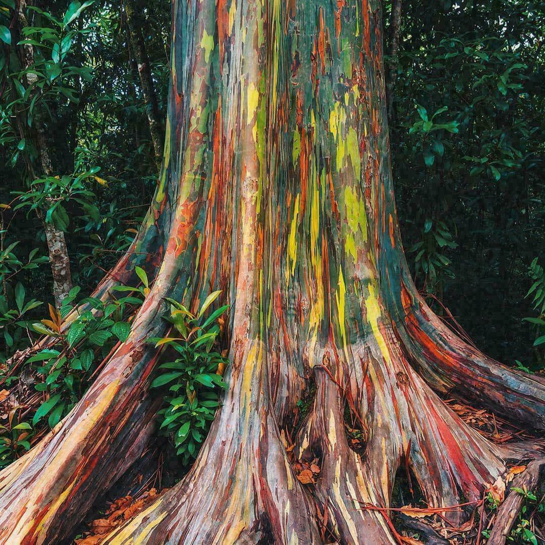 200 Rainbow Eucalyptus Seeds