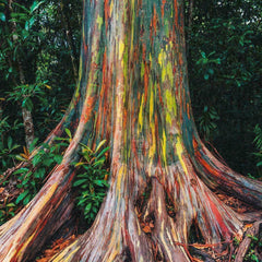 200 Rainbow Eucalyptus Seeds
