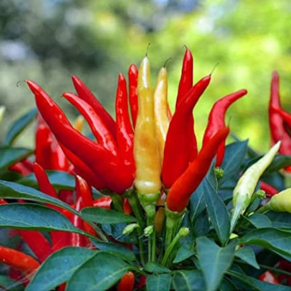 100 Santaka Japanese Chili Pepper Seeds