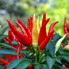 100 Santaka Japanese Chili Pepper Seeds