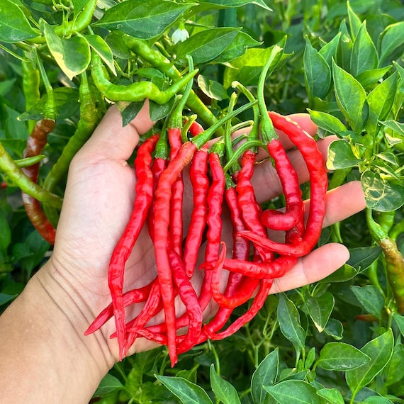 Hand holding red chili peppers with green chili peppers in the background
