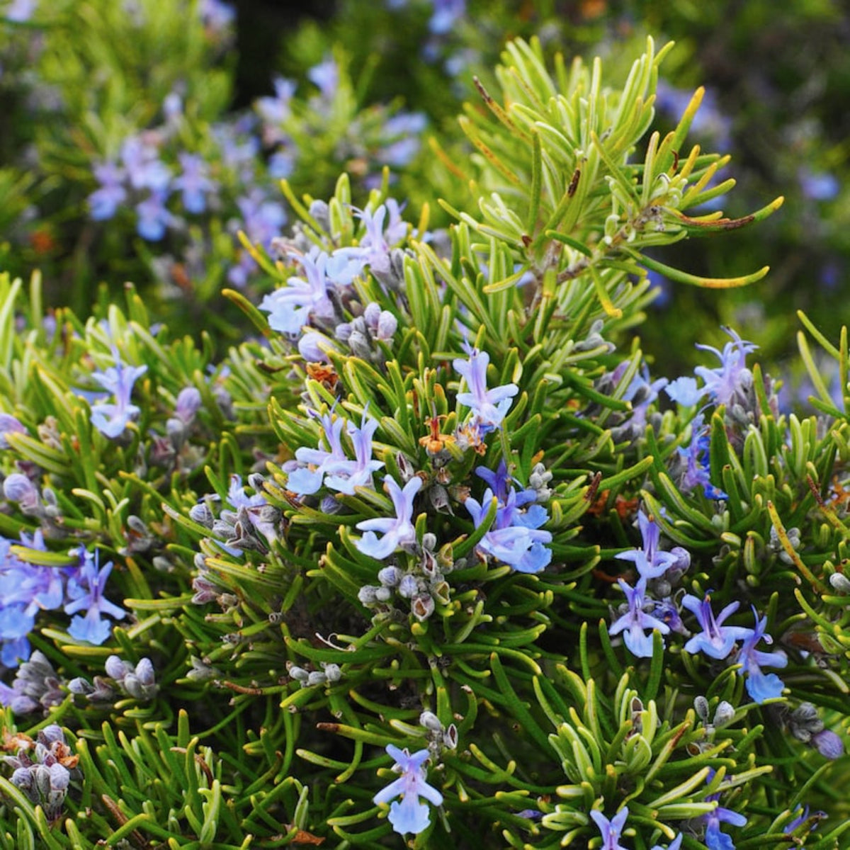 100pcs Rosemary Seeds 4 Seasons