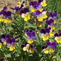 100 Helen Mount Johnny Jump Up Viola Pansy Flower seeds