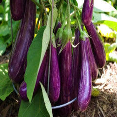 100 Purple Eggplant Plants Giant Long Vegetable Herb Bonsai Potted Home Garden Seeds