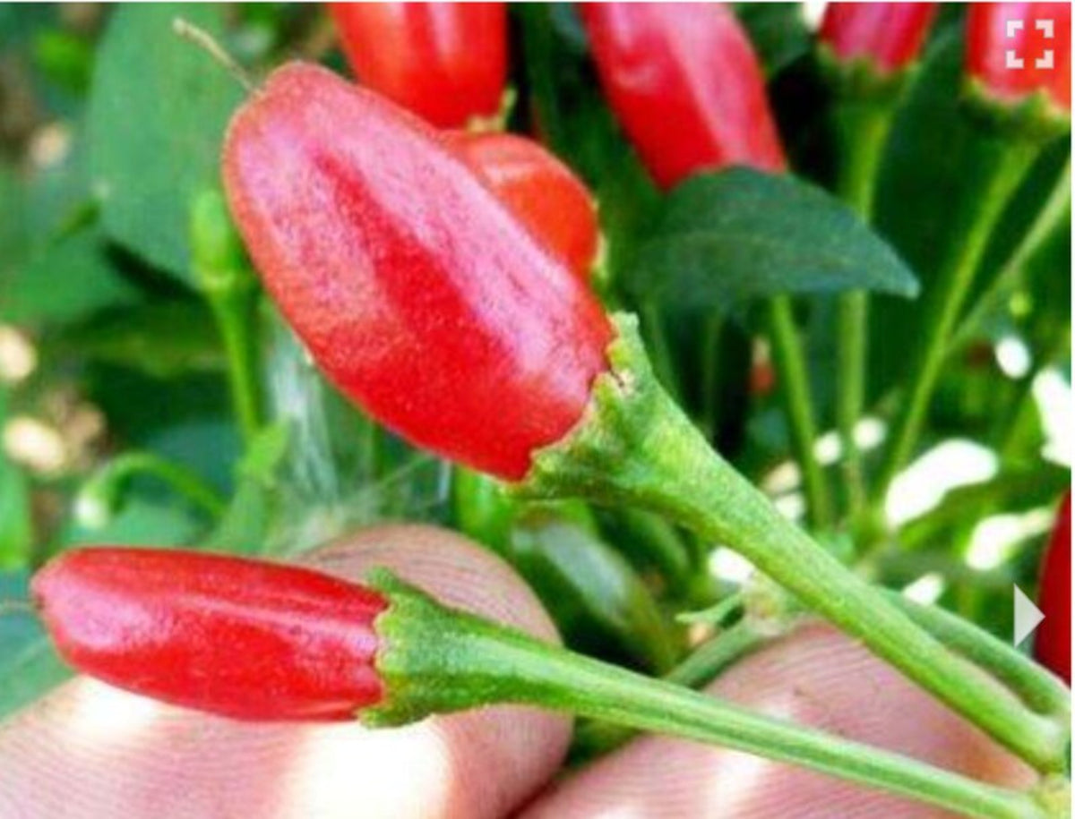 100 Red Pepper Potted Garden Courtyard A Non-transgenic Heirloom Seeds (Vegetable Potted Plants)