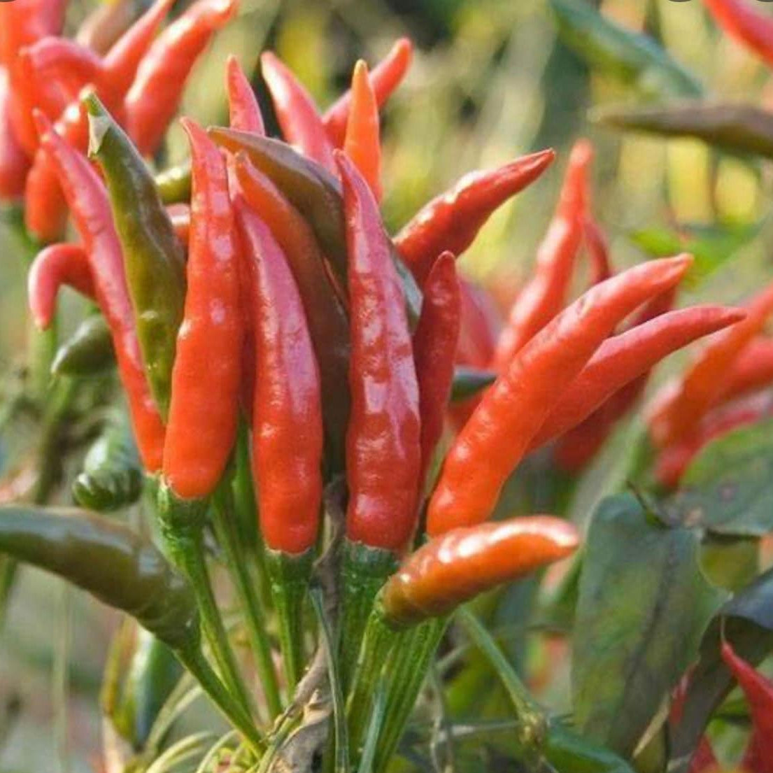 Red chili peppers growing on a plant with green leaves.