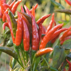 Red chili peppers growing on a plant with green leaves.