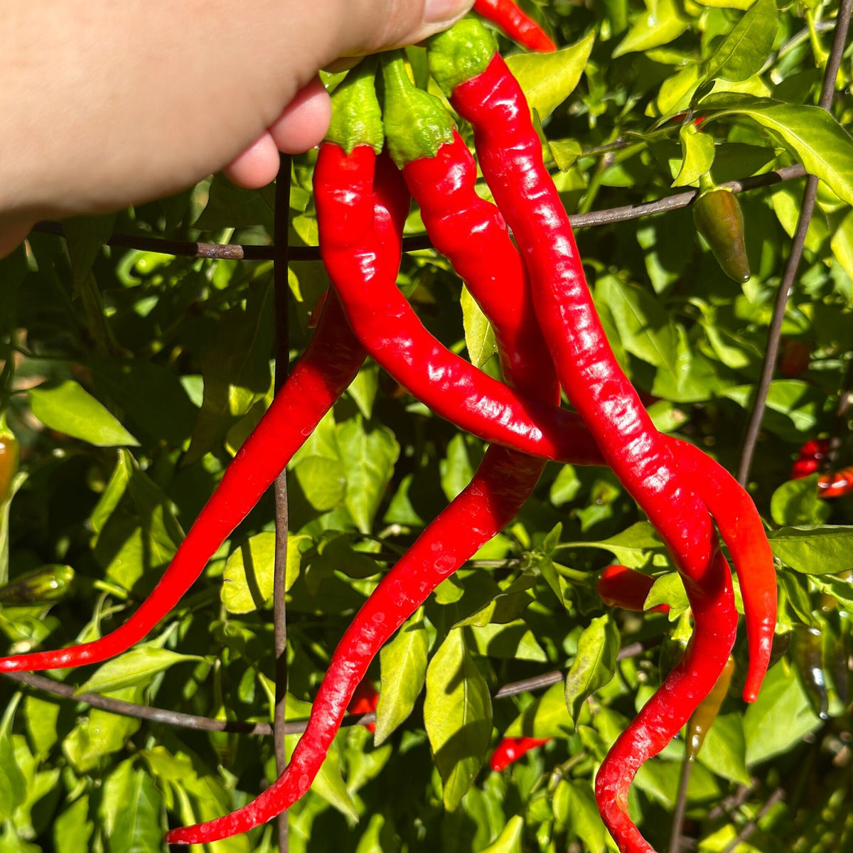 100 Corbaci Turkish Chili Pepper Seeds