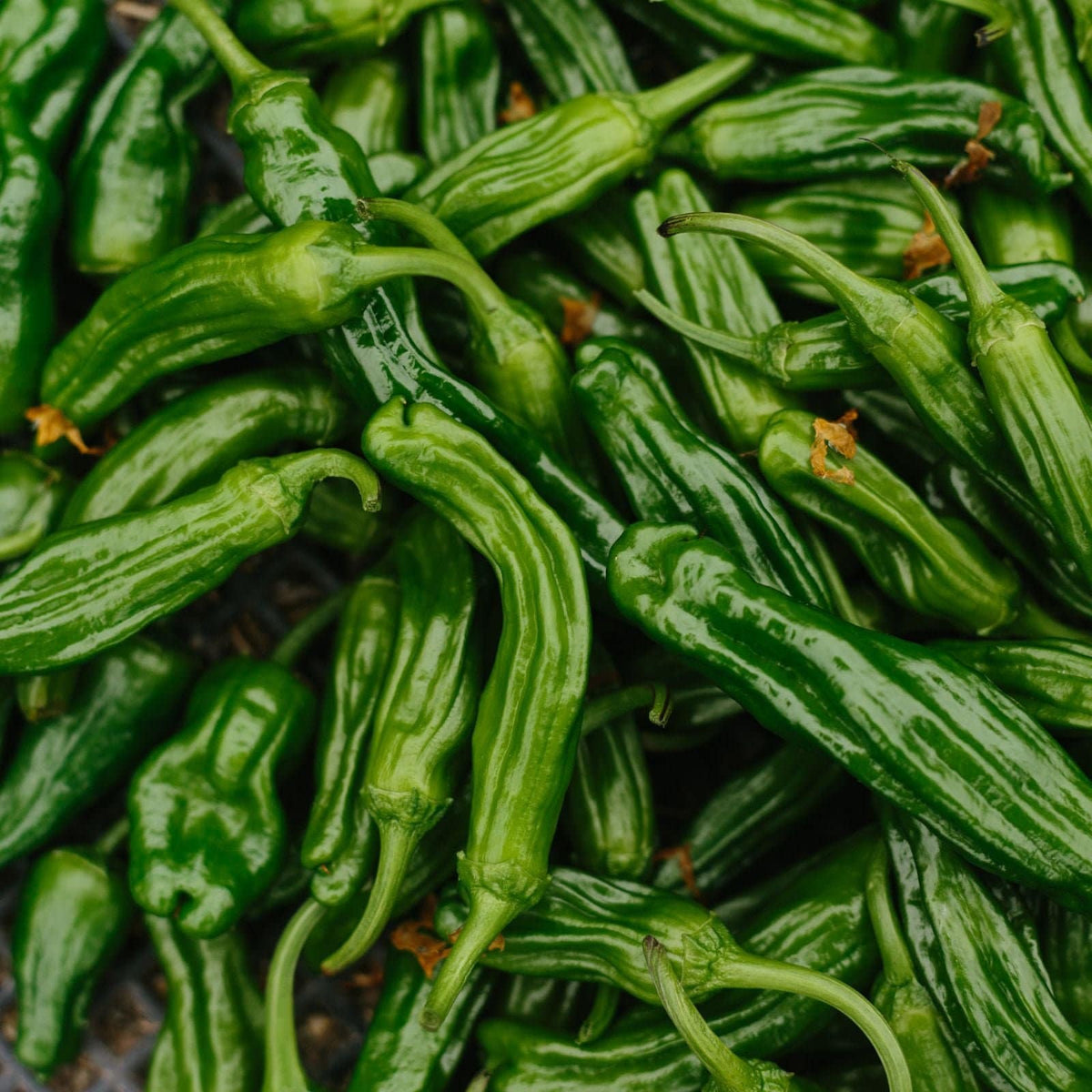 100 Shishito Japanese Chili Pepper Seeds