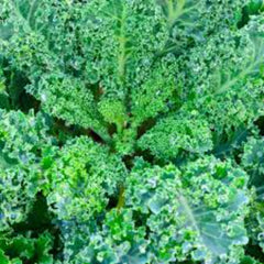 100 White Russian Kale Organic Heirloom Seeds (Vegetable) Non Gmo