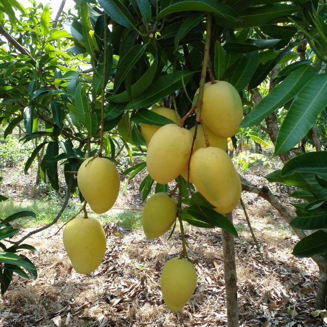 Mangoes hanging from a tree in a natural setting