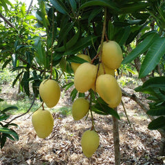Mangoes hanging from a tree in a natural setting